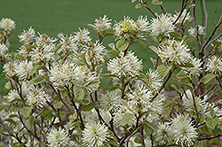 Dwarf Fothergilla (Fothergilla gardenii) at The Mustard Seed