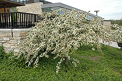 Tina Flowering Crab (Malus sargentii 'Tina') at The Mustard Seed