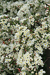 Tina Flowering Crab (Malus sargentii 'Tina') at The Mustard Seed