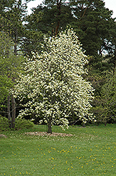 Elizabeth Magnolia (Magnolia 'Elizabeth') at The Mustard Seed