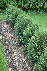 Technito Arborvitae (Thuja occidentalis 'Bailjohn') at The Mustard Seed