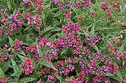 Raspberry Splash Lungwort (Pulmonaria 'Raspberry Splash') at The Mustard Seed