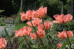 Princess Victoria Louise Poppy (Papaver orientale 'Princess Victoria Louise') at The Mustard Seed