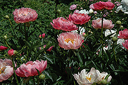 Coral Charm Peony (Paeonia 'Coral Charm') at The Mustard Seed