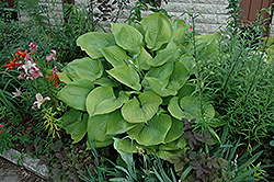 Sum and Substance Hosta (Hosta 'Sum and Substance') at The Mustard Seed