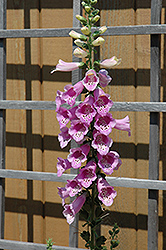 Common Foxglove (Digitalis purpurea) at The Mustard Seed
