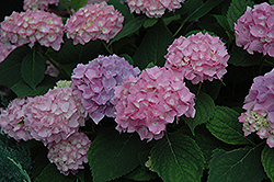 Endless Summer The Original Hydrangea (Hydrangea macrophylla 'Bailmer') at The Mustard Seed