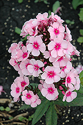 Bright Eyes Garden Phlox (Phlox paniculata 'Bright Eyes') at The Mustard Seed