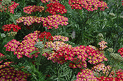 Galaxy Paprika Yarrow (Achillea millefolium 'Paprika') at The Mustard Seed