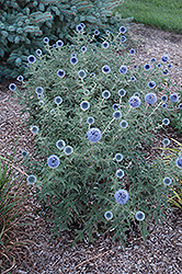 Blue Glow Globe Thistle (Echinops bannaticus 'Blue Glow') at The Mustard Seed