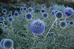 Blue Glow Globe Thistle (Echinops bannaticus 'Blue Glow') at The Mustard Seed