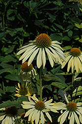 Big Sky Sunrise Coneflower (Echinacea 'Big Sky Sunrise') at The Mustard Seed
