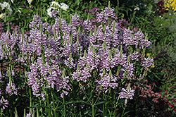 Obedient Plant (Physostegia virginiana) at The Mustard Seed
