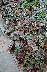Stormy Seas Coral Bells (Heuchera 'Stormy Seas') at The Mustard Seed