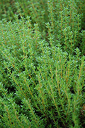 Common Thyme (Thymus vulgaris) at The Mustard Seed