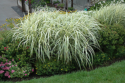 Variegated Silver Grass (Miscanthus sinensis 'Variegatus') at The Mustard Seed