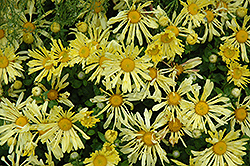 Yellow Quill Chrysanthemum (Chrysanthemum 'Yellow Quill') at The Mustard Seed