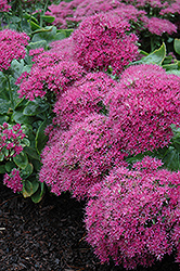 Neon Stonecrop (Sedum spectabile 'Neon') at The Mustard Seed