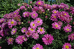 Alert Aster (Symphyotrichum novi-belgii 'Alert') at The Mustard Seed