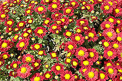 Red Daisy Chrysanthemum (Chrysanthemum 'Red Daisy') at The Mustard Seed