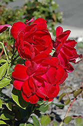 My Girl Rose (Rosa 'BAIgirl') at The Mustard Seed