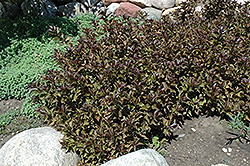 Dark Horse Weigela (Weigela florida 'Dark Horse') at The Mustard Seed