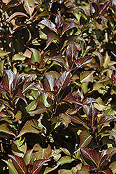 Dark Horse Weigela (Weigela florida 'Dark Horse') at The Mustard Seed