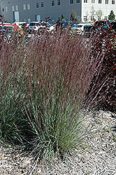 Blue Heaven Bluestem (Schizachyrium scoparium 'Blue Heaven') at The Mustard Seed