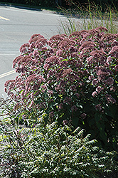 Little Joe Dwarf Joe Pye Weed (Eupatorium maculatum 'Little Joe') at The Mustard Seed