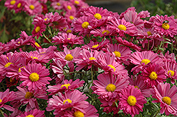Lavender Daisy Chrysanthemum (Chrysanthemum 'Lavender Daisy') at The Mustard Seed
