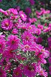 Alert Aster (Symphyotrichum novi-belgii 'Alert') at The Mustard Seed