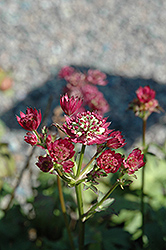 Star Of Magic Masterwort (Astrantia major 'Star Of Magic') at The Mustard Seed