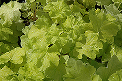 Citronelle Coral Bells (Heuchera 'Citronelle') at The Mustard Seed