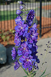 Pagan Purples Larkspur (Delphinium 'Pagan Purples') at The Mustard Seed