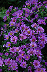 Woods Purple Aster (Symphyotrichum 'Woods Purple') at The Mustard Seed