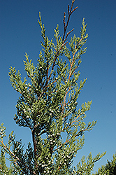 Hetz Columnar Juniper (Juniperus chinensis 'Hetz Columnar') at The Mustard Seed