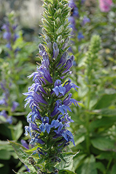 Blue Cardinal Flower (Lobelia siphilitica) at The Mustard Seed
