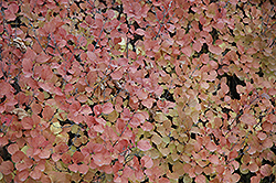 Dwarf Korean Lilac (Syringa meyeri 'Palibin') at The Mustard Seed