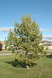 French Blue Scotch Pine (Pinus sylvestris 'French Blue') at The Mustard Seed