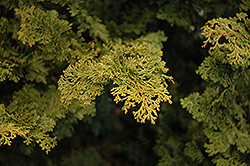 Slender Hinoki Falsecypress (Chamaecyparis obtusa 'Gracilis') at The Mustard Seed