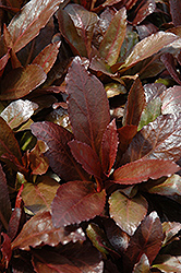 Queen Victoria Lobelia (Lobelia 'Queen Victoria') at The Mustard Seed