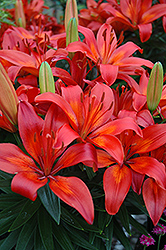 Matrix Lily (Lilium 'Matrix') at The Mustard Seed