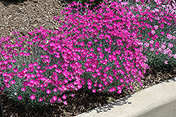 Firewitch Pinks (Dianthus gratianopolitanus 'Firewitch') at The Mustard Seed