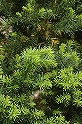 Hicks Yew (Taxus x media 'Hicksii') at The Mustard Seed