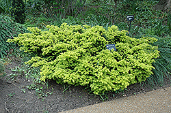 Dwarf Golden Japanese Yew (Taxus cuspidata 'Nana Aurescens') at The Mustard Seed