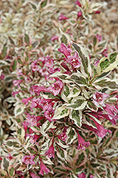 My Monet Weigela (Weigela florida 'Verweig') at The Mustard Seed