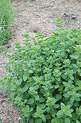Oregano (Origanum vulgare) at The Mustard Seed