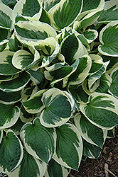 Patriot Hosta (Hosta 'Patriot') at The Mustard Seed