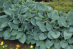 Halcyon Hosta (Hosta 'Halcyon') at The Mustard Seed