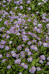Creeping Mazus (Mazus reptans) at The Mustard Seed
